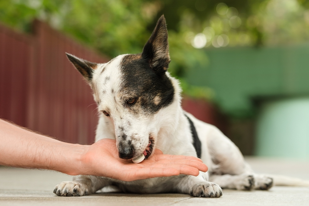 hand giving dog medication in form of a chewable treat